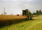 Claas Drescher 38